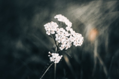 IMG_0530-Edit